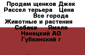 Продам щенков Джек Рассел терьера › Цена ­ 25 000 - Все города Животные и растения » Собаки   . Ямало-Ненецкий АО,Губкинский г.